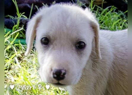 Casper, Lily und Dove  suchen ihre Familie ab Oktober