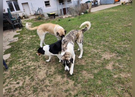 Transmontano  Herdenschutzhund / Wachhund