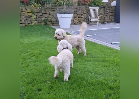 Wunderschöne Goldendoodle-Mix Welpen