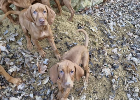 Magyar Vizsla Welpen suchen ab Mitte März ein neues liebevolles Zuhause