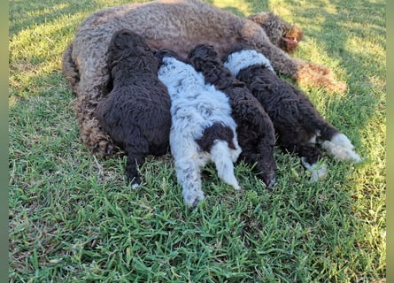 Lagotto con pedigre export