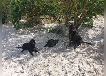 C - Wurf Flat Coated Retriever 2025