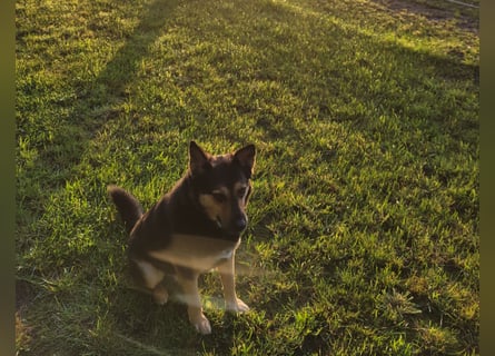 Schäferhundmischling Bono