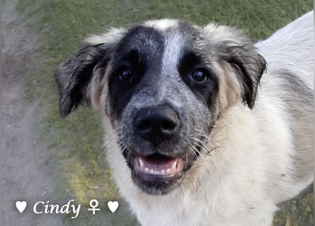 Cindy und Carla suchen ab Mitte Juli ein Zuhause