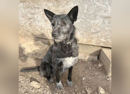 ❤️ außergewöhnliche Schönheit KORMA - 9,5 Jahre, 46cm/20kg - SchnauzerMix