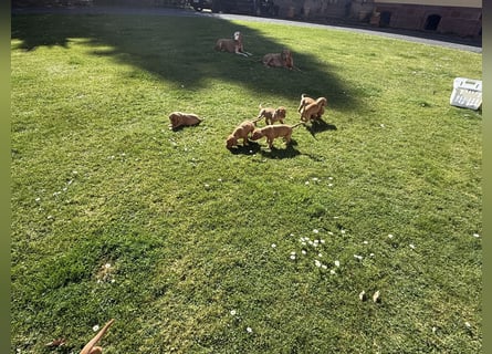 Wunderschöner reinrassiger Vizsla Welpe