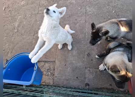 Akita - Husky Welpen