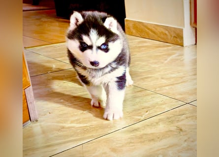 FCI Pedigree Blue Eyed Black & White Siberian Husky Champion Puppy