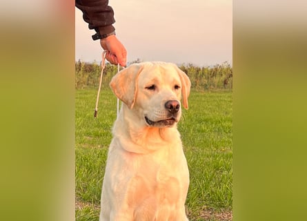 Labrador retriever, Lieferung! Schwarz für Zucht, Ausstellung und Familien