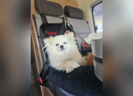 Pomeranian Spitz