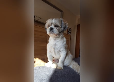 Unsere reinrassige Shih Tzu Hündin Sky sucht ab mitte Mai noch ihr neues Zuhause