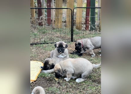 Kangal-Welpen suchen liebevolles Zuhause