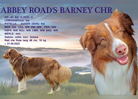 Erstklassiger Deckrüde Mini American Shepherd