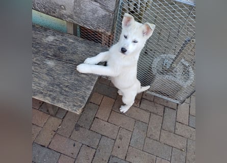 Akita-Husky Welpen