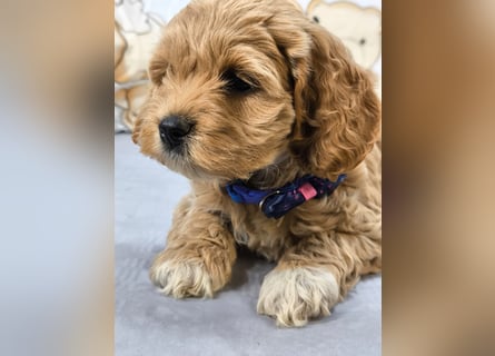 Schöne Cockapoo-Welpen