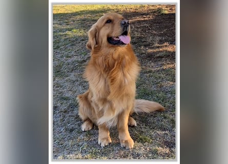 Golden Retriever Welpen vom Thüringer Wald