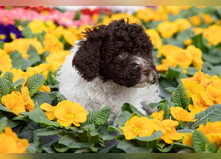 Lagotto Romagnolo Welpen, 6 Welpen suchen ein Zuhause