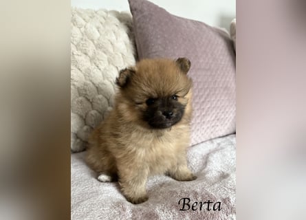 Berta – die Teddybär-Dame mit Goldherz