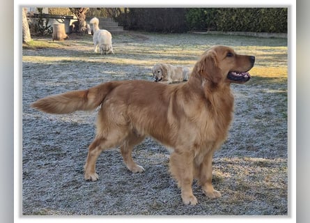 Golden Retriever Welpen vom Thüringer Wald