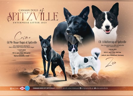 Canaan Dog-Welpen (Kanaan-Hund)