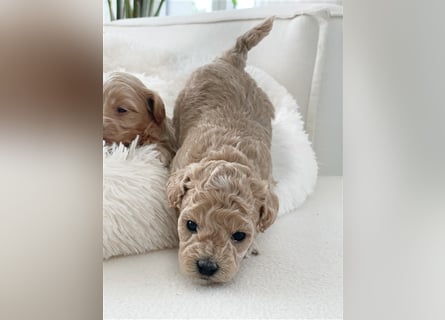 Traumhafte Maltipoo Welpen F1 Malteser Pudel