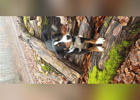 Appenzeller Sennenhund