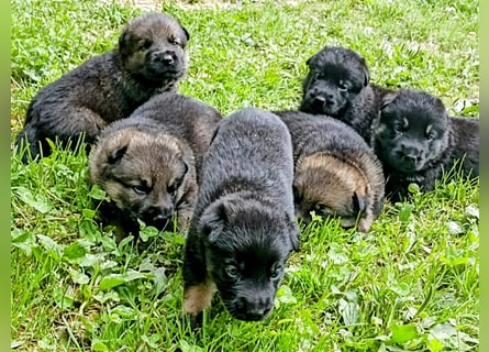 Topverpaarung Deutscher Schäferhund Welpen reinrassig Leistungslinie DDR HD/ED frei!