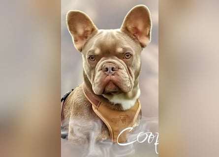 Französische Bulldoggen Welpen mit AT und Nase