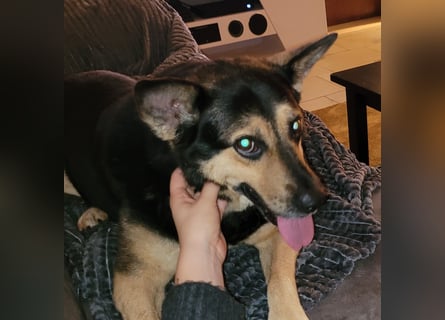 Schäferhundmischling Bono