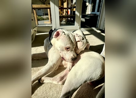 NEUE Welpen sind da.. die reinrassigen Dogo Argentinos mit Ahnenpass