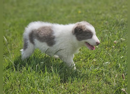 Border Collie Welpen -  Rüden