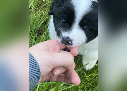 Mini Aussie - Miniature American Shepherd