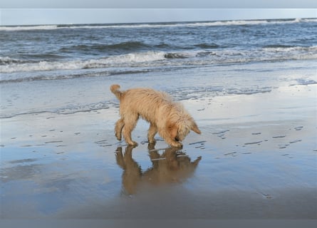 Goldendoodle Rüde