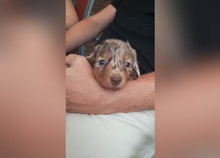 Zuckersüße Jack Russel- Dackel Welpen in liebevolle Hände abzugeben !