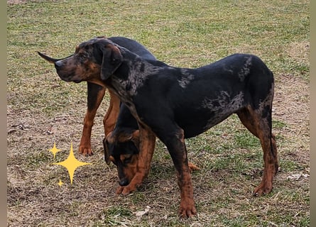 Louisiana Leopard - Catahoula