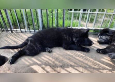 Altdeutsche Schäferhund Welpen