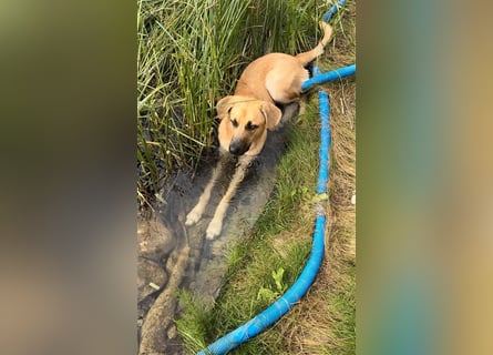 Rüde Lucky sucht ein neues Zuhause ❤️