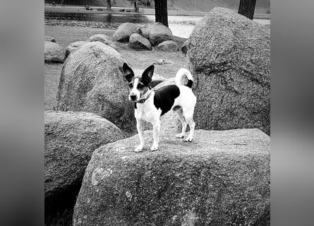 Reinrassiger Jack Russell Terrier