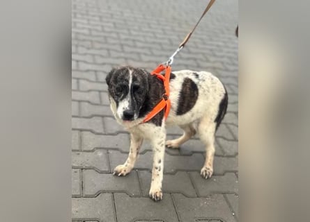 Püppie - 6 Monate - mittelgroß
