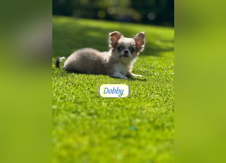 Chihuahua Welpen