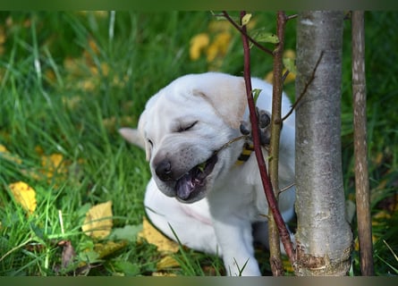 Shar-Pei x Labrador Mix Welpe Frenchy stellt sich vor......