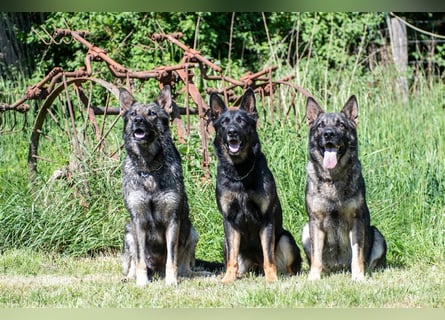 Topverpaarung Deutscher Schäferhund Welpen reinrassig Leistungslinie DDR HD/ED frei!