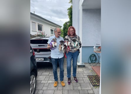 American Zwergschnauzer Braun weiß geb 05.04.2025