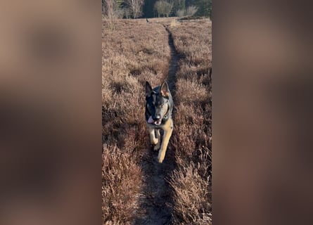 Lieber Schäferhund Rüde