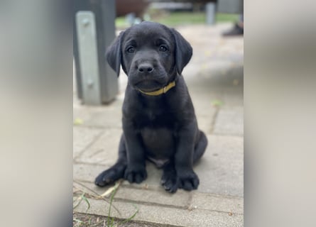 Reinrassige, schwarze Labrador-Welpen von der Mecklenburger Seenplatte
