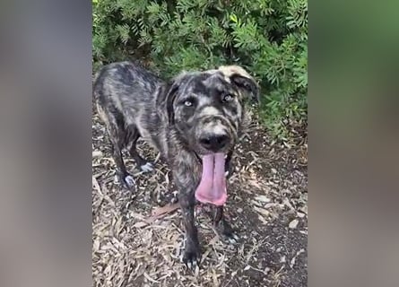 Benno: Traumhund für "Große-Hunde-Fans"