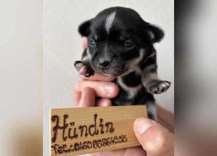 Chihuahua Welpen ab 22.08 abzugeben