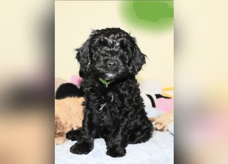 Cockapoo bereit zum Lieben!  - Schenken Sie sich selbst bedingungslose Liebe –
