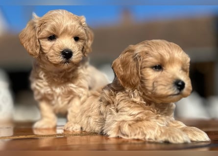 Rarität. Echte Teddybär Maltipoo Welpen in tollem Apricot abzugeben. Malteser/Pudel