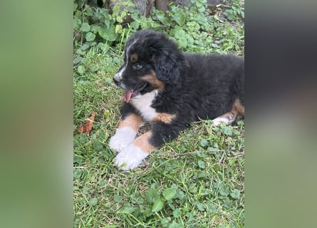 BernerSenne/ Australian Shepard